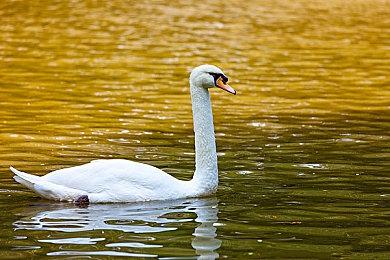 3DM速报：卡普空用萌妹宣布跳票 《天涯明月刀》众多大佬删号退游